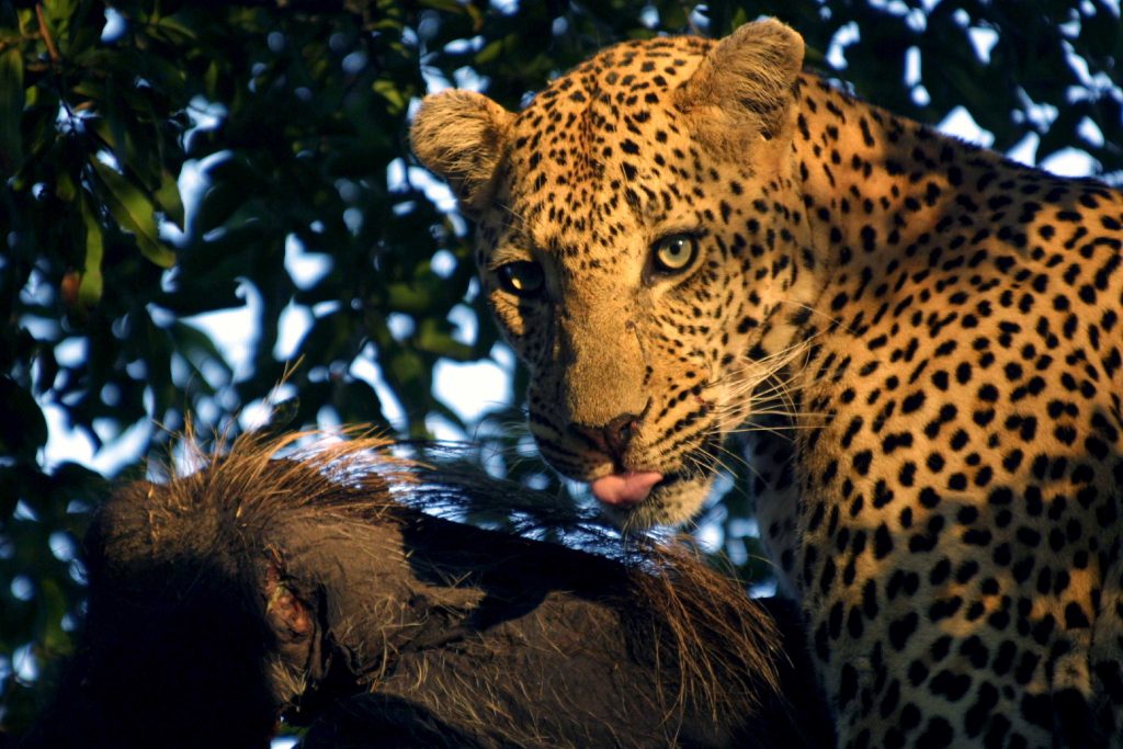 A leopard at Mala Mala Private Game Reserve, 2005.